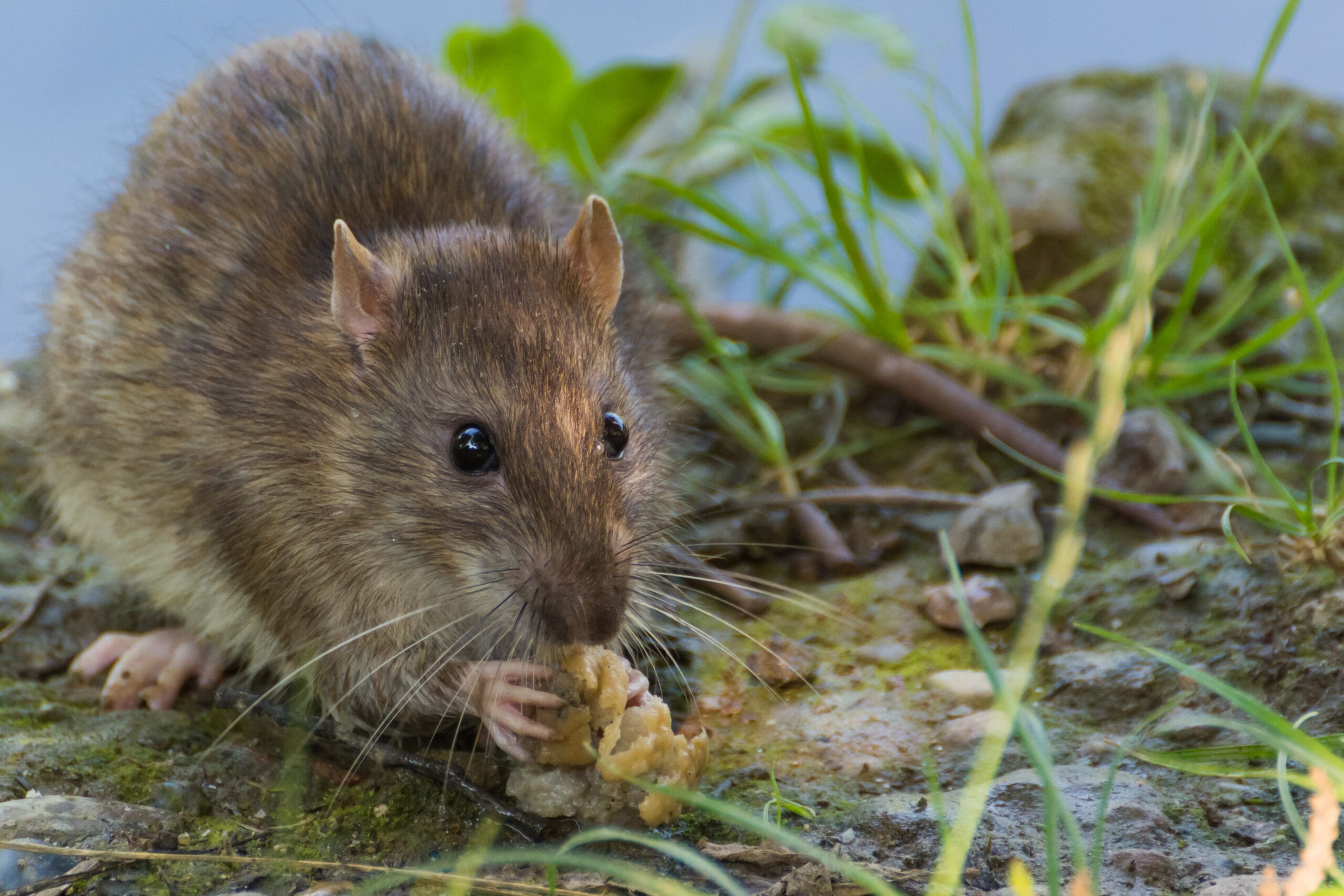 A Cute Brown Rat Enjoying Its Food