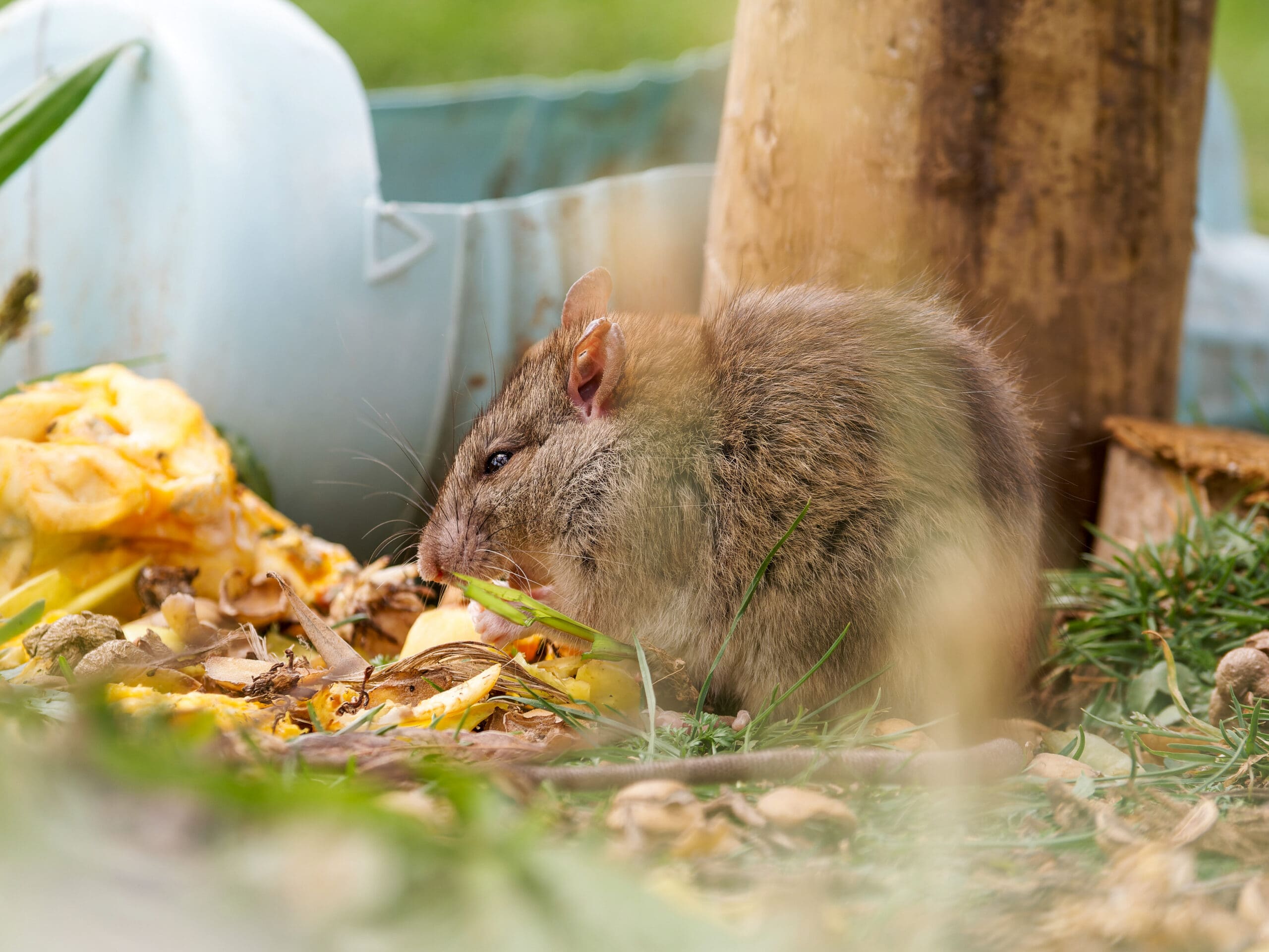 Rat brun (Rattus norvegicus) se nourrissant de déchets alimentaires en milieu urbain