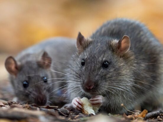 The brown rat (Rattus norvegicus) close up.